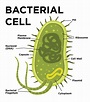 Bacteria Labelled Diagram