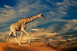 Animals Of The Kalahari Desert - WorldAtlas