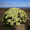 La Margarita de Famara (Argyranthemum maderense) en plena floración ...