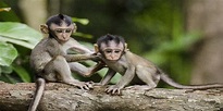 Dia Mundial do Macaco: O que podemos aprender com este primata? – Green ...