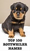 Rottweiler Names - 100 Great Ideas For Naming Your Rottie