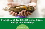 Dead Bird Symbolism (Omens, Dreams, and Spiritual Meanings) - Sonoma ...
