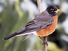 American Robin | Celebrate Urban Birds