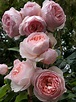 David Austin Roses 147 | Heritage rose, Beautiful flowers, David austin ...