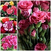 Carnations. A history and meaning of the flower