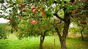 Apfelbäume pflanzen und pflegen | NDR.de - Ratgeber - Garten - Nutzpflanzen