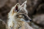 Korsak II (Steppenwolf) Saarbrücker Zoo Foto & Bild | tiere, wildlife ...