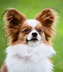 Papillon Dog Information Center - A Complete Guide To A Beautiful Breed