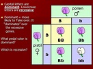 Dominant VS Recessive Genes Powerpoint presentation | Teaching Resources