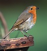 Robin | Migration, Diet & Habitat | Britannica