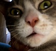 Cat-selfie | Cute animal pictures, Cat selfie, Animal pictures