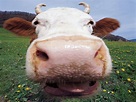 🔥 [74+] Funny Cow Wallpaper | WallpaperSafari