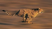 El guepardo (el animal salvaje más rápido del mundo)