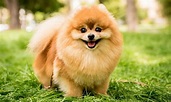 Pomerianian Dog Breed: Characteristics, Care & Photos | BeChewy