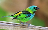 Aves Brasileiras: Conheça as 7 espécies mais bonitas - Portal dos ...