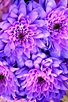 Pretty Pictures Of Purple Flowers - How To Do Thing