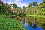 Visit the Amazon Rain Forest: Private Travel to Brazil's Amazon ...