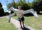 Wandering Albatross Size Comparison