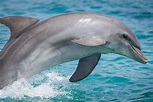 Why are Dolphins Mammals – SPI Nature Center