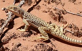 desert, Lizards, Reptile Wallpapers HD / Desktop and Mobile Backgrounds