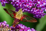 Hummingbird Clearwing Moth: Identification, Life Cycle, Facts & Pictures