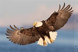 Bald Eagle wings in flight — Nature Photography Blog