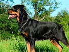 ¿Qué Es Un Rottweiler? temperamento, características y más