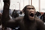 Monkey experiment movies will make you more terrified of the news