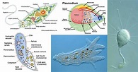 Medical protozoology, Protozoa Features, Life Cycle of Sarcodina ...