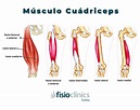 Desarrolla tus piernas con el músculo vasto: interno y externo