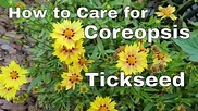 How to Care for Tickseed - Care for Coreopsis Plant - How to Deadhead ...