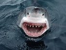 Great White Shark | Wildlife | The Wildlife