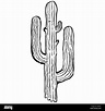 Simple en blanco y negro de dibujos animados de cactus Imagen Vector de ...