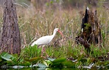 Okefenokee Swamp Birding - WILLIAM WISE PHOTOGRAPHY