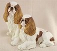 Pair of English Toy Spaniels ( King Charles Spaniel ) – Cavacast Pet ...