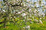 Apfelbaum veredeln: Zeitpunkt & Anleitung - Plantura