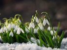 Snowdrop Flowers - How To Plant And Care For Snowdrops