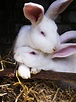 Love Bunny Hare - Free photo on Pixabay
