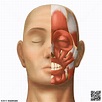 Cabeza - Atlas de Anatomía del Cuerpo Humano - Centralx