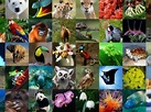 Top 175 + 5 especies de flora y fauna - Anmb.mx