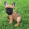 39+ Fawn Black Mask French Bulldog Picture - Bleumoonproductions