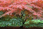 How to Grow and Care for Japanese Maple