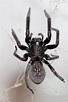 Black house spider - Wikipedia