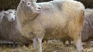 „Dolly“ vor 15 Jahren vorgestellt: Berühmtes Schaf | Augsburger Allgemeine