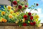 Le rose in giardino: quando l'incanto diventa realtà... 13 ispirazioni