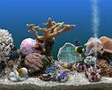 Marine aquarium screensaver 3-3 keycode - legacybetta