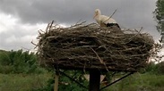 Flight of the Storks (TV Series 2013-2013) - Backdrops — The Movie ...