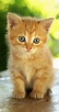 Chaton roux | Kittens cutest, Baby cats, Cute little kittens