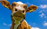 Download Funny Cow Wallpaper 1680x1050 | Wallpoper #279252