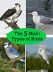 The 5 Main Types Of Birds - Tip For Beginner Birders - Jake's Nature Blog